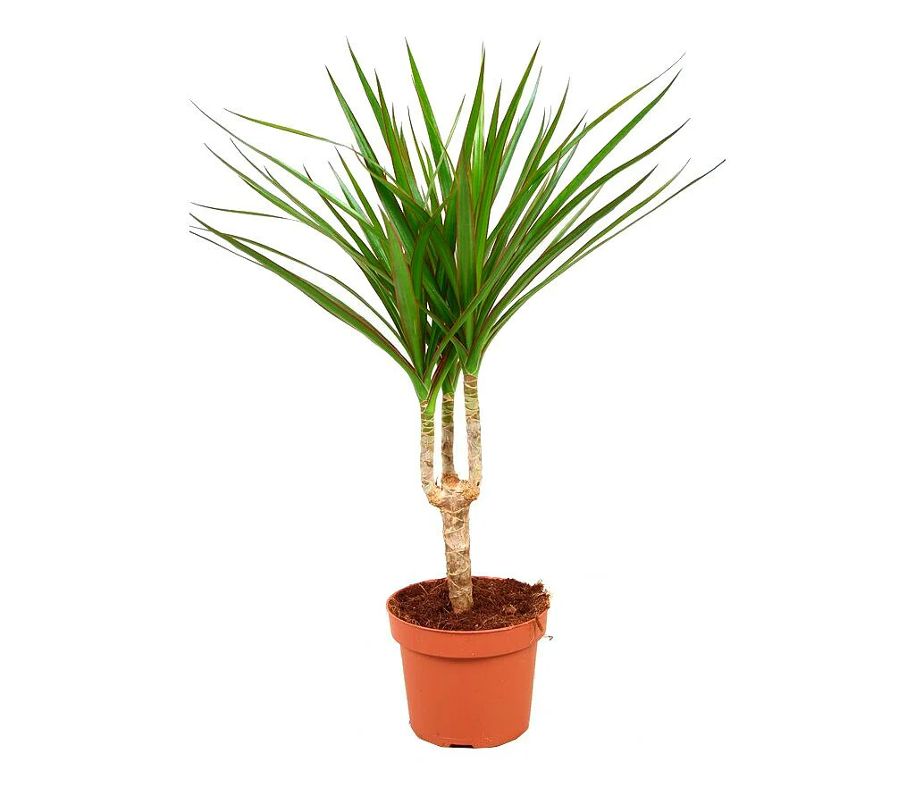 Dracena Marginata M12 45cm